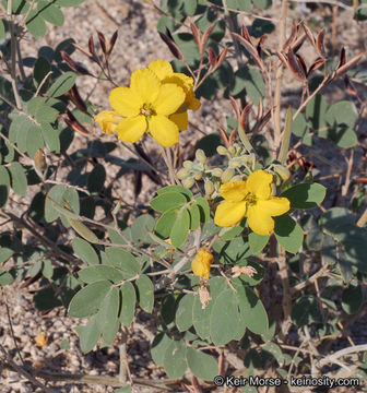 Plancia ëd Senna covesii (A. Gray) H. S. Irwin & Barneby