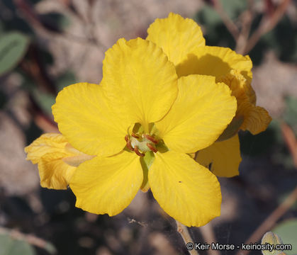 Plancia ëd Senna covesii (A. Gray) H. S. Irwin & Barneby