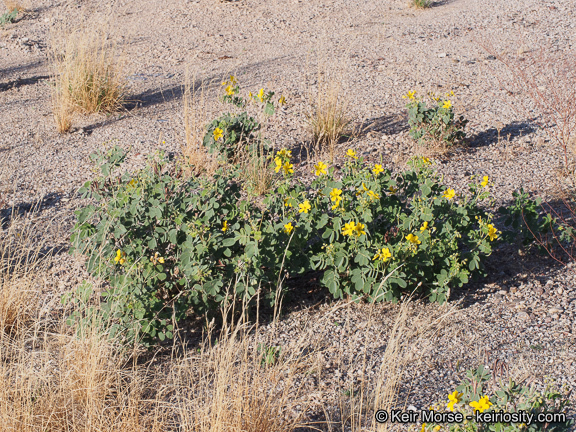 Image of Coues' cassia