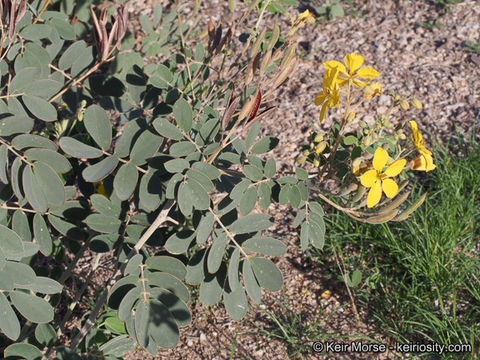 Plancia ëd Senna covesii (A. Gray) H. S. Irwin & Barneby