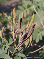 Image of Coues' cassia