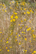 Image of Heermann's tarweed