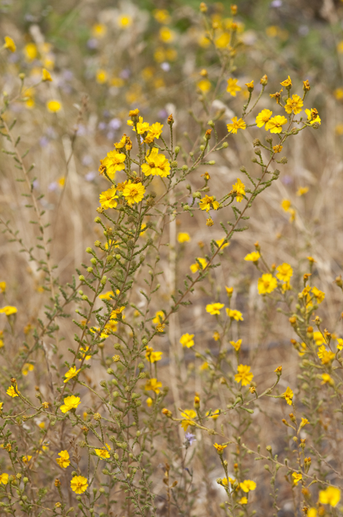 Image of Heermann's tarweed