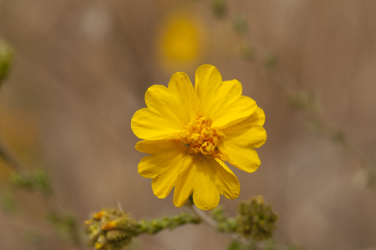 Image of Heermann's tarweed