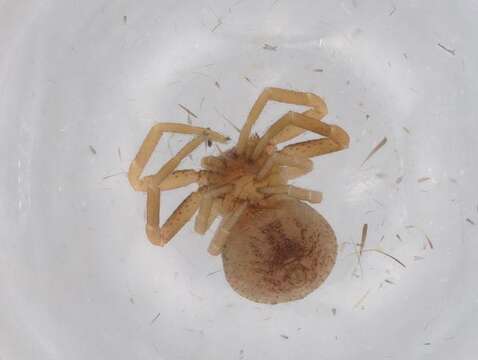 Image of Flower Crab Spiders