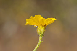 Image of Heermann's tarweed