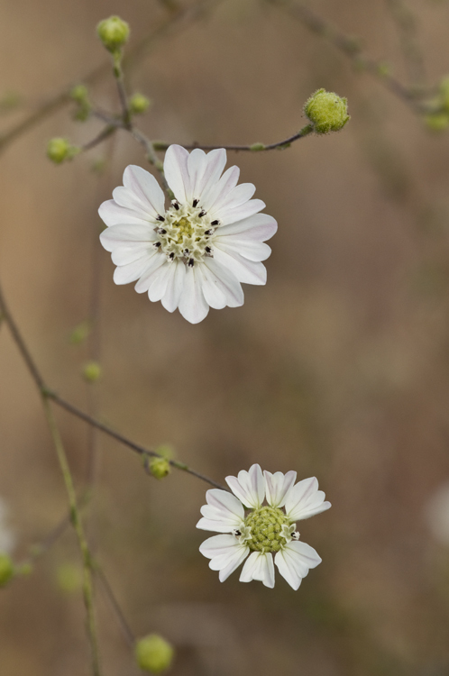 Image of hayfield tarweed