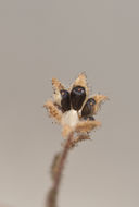 Image of hayfield tarweed