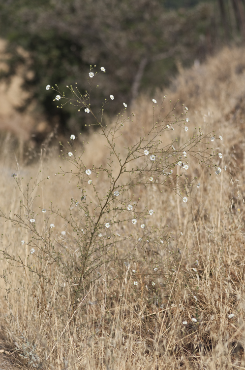 Image of hayfield tarweed