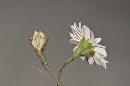 Image of hayfield tarweed