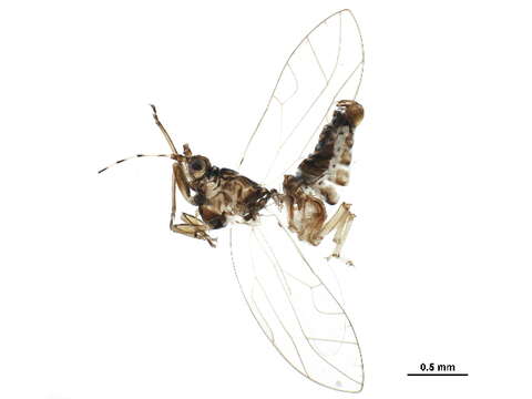 Image of Carsidaridae