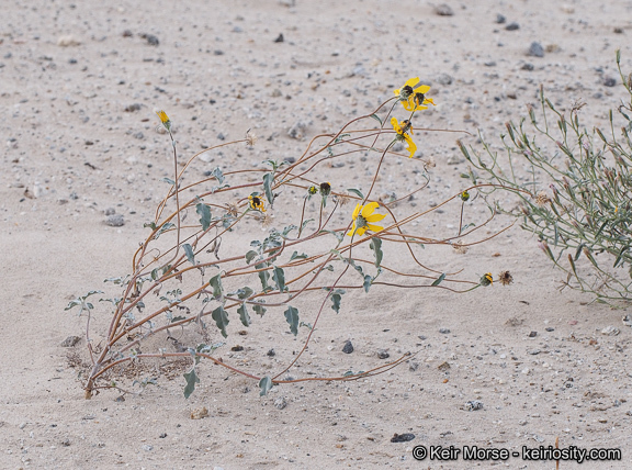 Image of showy sunflower