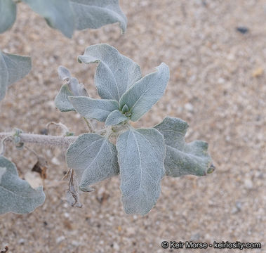 Image of showy sunflower