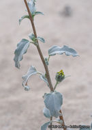 Image of showy sunflower