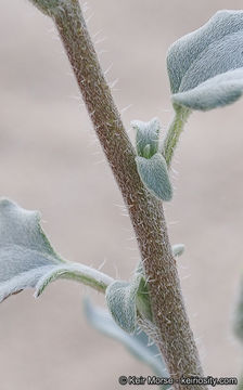 Image of showy sunflower