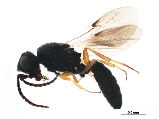 Image of Sparasionidae