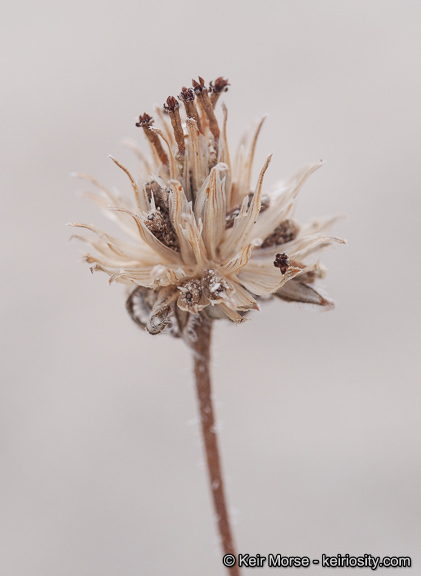 Image of showy sunflower