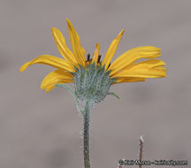 Image of showy sunflower