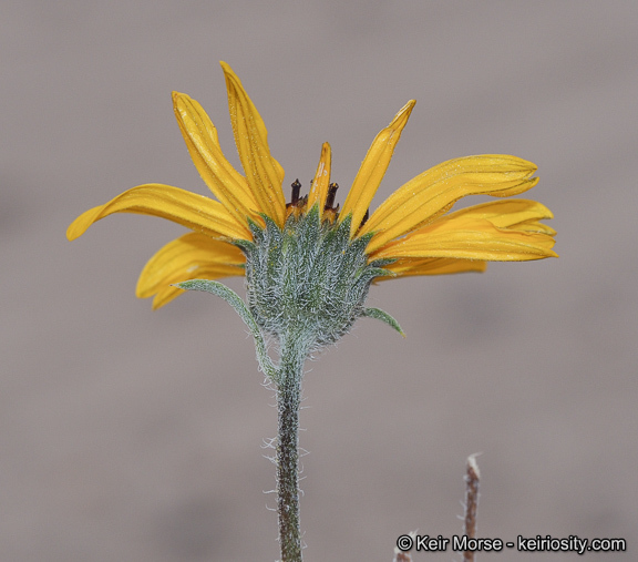 Image of showy sunflower