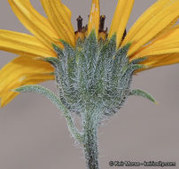 Image of showy sunflower