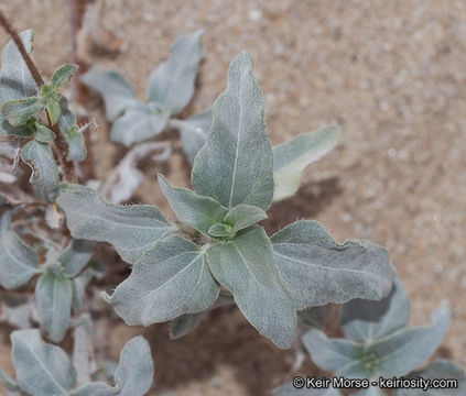 Image of showy sunflower