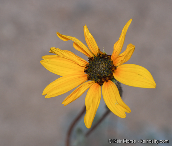 Image of showy sunflower