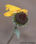 Image of showy sunflower