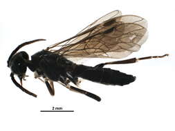 Image of Allantinae