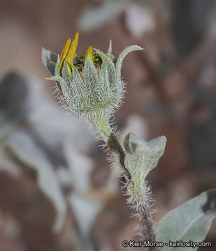 Image of showy sunflower