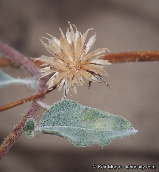 Image of showy sunflower