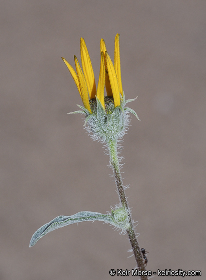 Image of showy sunflower
