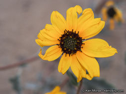 Image of showy sunflower