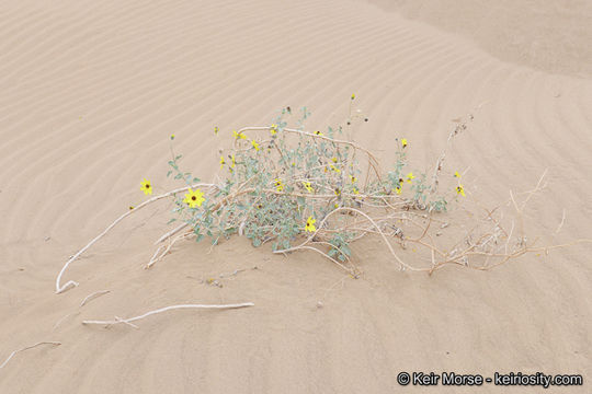 Imagem de Helianthus niveus subsp. tephrodes (A. Gray) Heiser