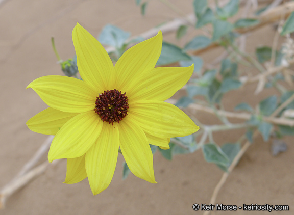 Imagem de Helianthus niveus subsp. tephrodes (A. Gray) Heiser