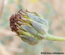 Слика од Helianthus niveus subsp. tephrodes (A. Gray) Heiser