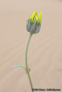Слика од Helianthus niveus subsp. tephrodes (A. Gray) Heiser