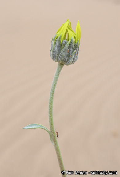 Imagem de Helianthus niveus subsp. tephrodes (A. Gray) Heiser