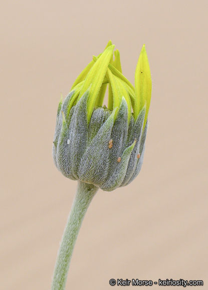 Слика од Helianthus niveus subsp. tephrodes (A. Gray) Heiser