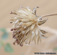 Слика од Helianthus niveus subsp. tephrodes (A. Gray) Heiser