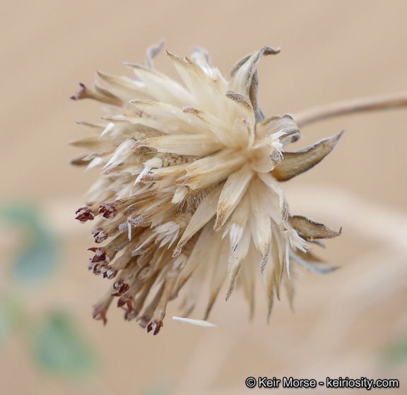 Imagem de Helianthus niveus subsp. tephrodes (A. Gray) Heiser