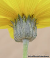 Слика од Helianthus niveus subsp. tephrodes (A. Gray) Heiser