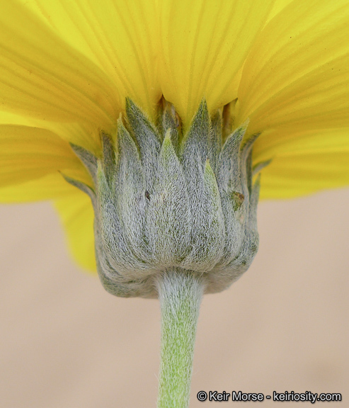 Слика од Helianthus niveus subsp. tephrodes (A. Gray) Heiser