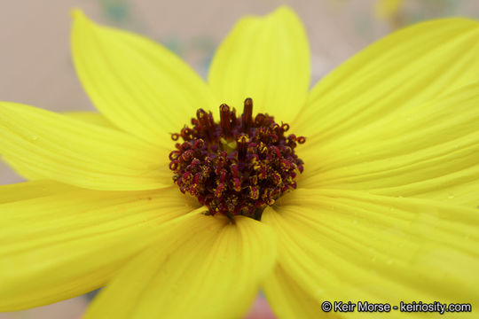 Image of Algodones sunflower