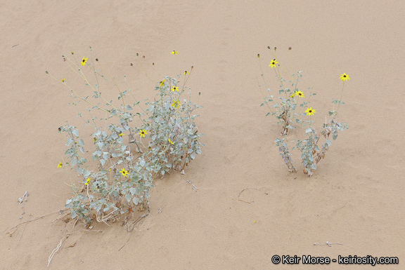 Imagem de Helianthus niveus subsp. tephrodes (A. Gray) Heiser