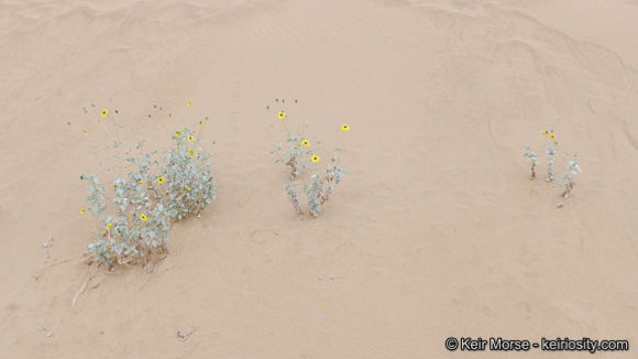 Image of Algodones sunflower