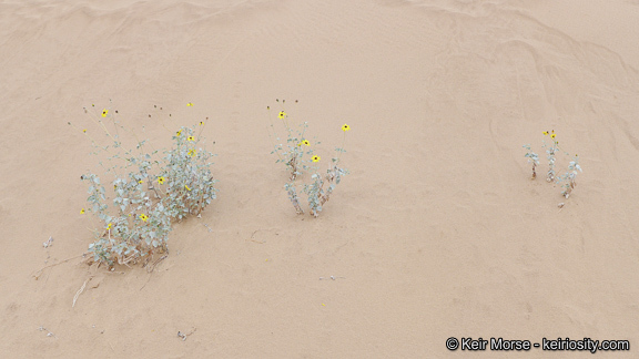 Imagem de Helianthus niveus subsp. tephrodes (A. Gray) Heiser