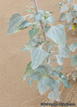 Image of Algodones sunflower