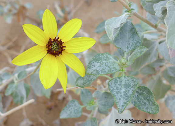 Imagem de Helianthus niveus subsp. tephrodes (A. Gray) Heiser