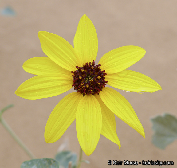 Imagem de Helianthus niveus subsp. tephrodes (A. Gray) Heiser