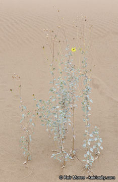 Image of Algodones sunflower